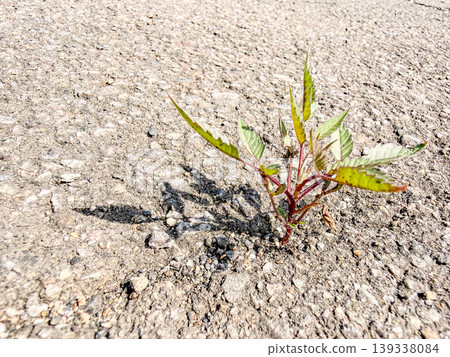 瀝青路面上長出了頑強的雜草 瀝青路面上長出了頑強的雜草 139338084