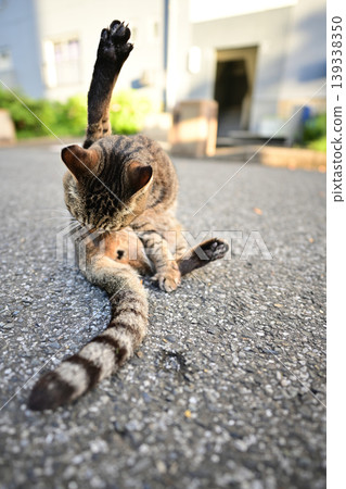 Pheasant cat 139338350