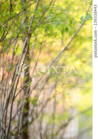 The image of refreshing trees swaying in a gentle breeze. The image of refreshing trees swaying in a gentle breeze. 139338443