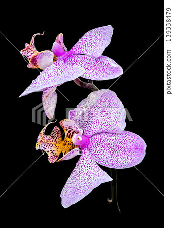 Vibrant Purple Spotted Phalaenopsis Orchid Flowers Isolated on Black Background Vibrant Purple Spotted Phalaenopsis Orchid Flowers Isolated on Black Background 139338479