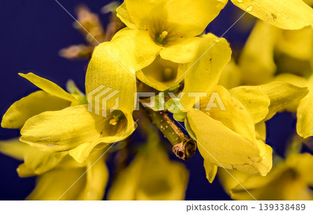 Vibrant Yellow Forsythia Flowers Blooming Against A Deep Purple Background 139338489