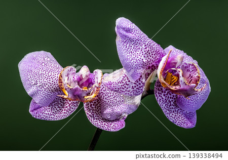 Vibrant Spotted Purple Phalaenopsis Orchid Flowers With Fresh Dew Droplets 139338494