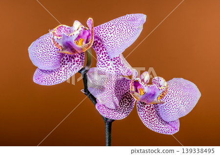 Beautiful Purple Speckled Phalaenopsis Orchid Flowers Against a Brown Background Beautiful Purple Speckled Phalaenopsis Orchid Flowers Against a Brown Background 139338495