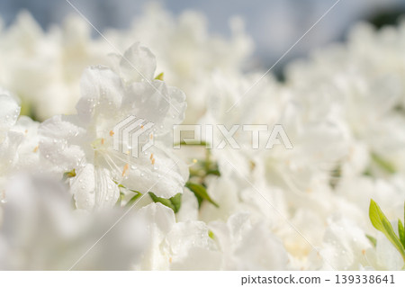 Pure white azaleas in full bloom Pure white azaleas in full bloom 139338641