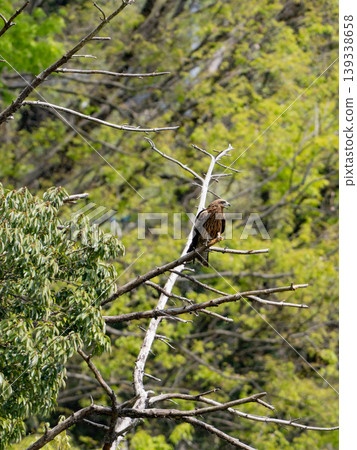 Tobi standing in a tree Tobi standing in a tree 139338658