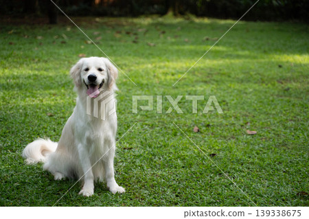 A golden retriever sitting on the grass / Life with a dog in nature 139338675
