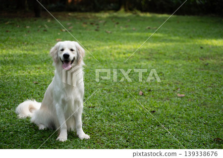 一隻金毛犬坐在草地上 / 與狗在大自然中的生活 一隻金毛犬坐在草地上 / 與狗在大自然中的生活 139338676