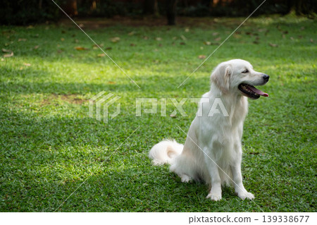 A golden retriever sitting on the grass / Life with a dog in nature A golden retriever sitting on the grass / Life with a dog in nature 139338677