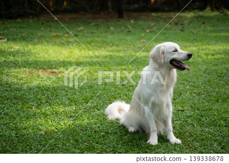 A golden retriever sitting on the grass / Life with a dog in nature A golden retriever sitting on the grass / Life with a dog in nature 139338678
