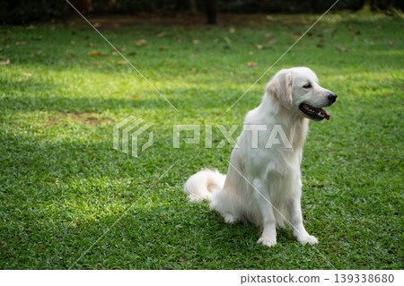 A golden retriever sitting on the grass / Life with a dog in nature A golden retriever sitting on the grass / Life with a dog in nature 139338680