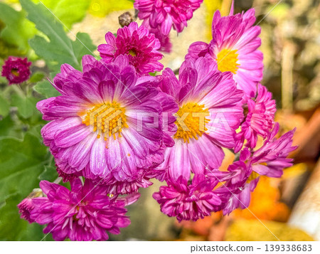 Chrysanthemum flowers, glistening with morning dew Chrysanthemum flowers, glistening with morning dew 139338683