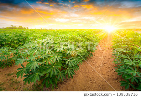 row of cassava tree in field. Growing cassava, young shoots growing. The cassava is the tropical food plant,it is a cash crop in Thailand. This is the landscape of cassava plantation in the Thailand. 139338716