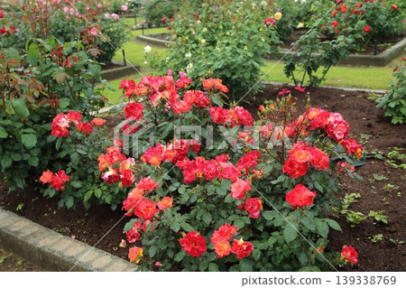 Arao City, Omoyai Citizen's Flower Bed, Rain Rose Garden, Arao City, Omoyai Citizen's Flower Bed, Rain Rose Garden, 139338769