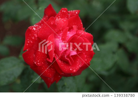 Arao City, Omoyai Citizen's Flower Bed, Rain Rose Garden, 139338780
