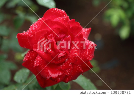 Arao City, Omoyai Citizen's Flower Bed, Rain Rose Garden, Arao City, Omoyai Citizen's Flower Bed, Rain Rose Garden, 139338781