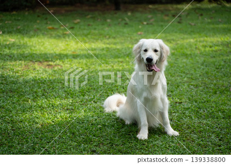 一隻金毛犬坐在草地上 / 與狗在大自然中的生活 139338800