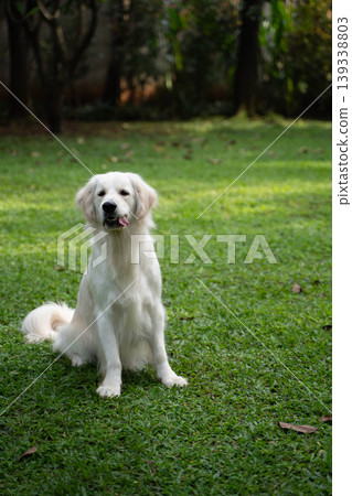 A golden retriever sitting on the grass / Life with a dog in nature A golden retriever sitting on the grass / Life with a dog in nature 139338803