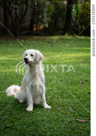 一隻金毛犬坐在草地上 / 與狗在大自然中的生活 一隻金毛犬坐在草地上 / 與狗在大自然中的生活 139338804