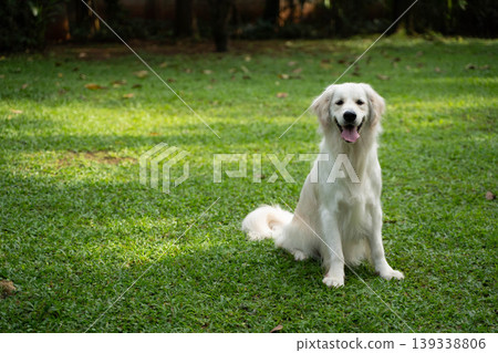 A golden retriever sitting on the grass / Life with a dog in nature A golden retriever sitting on the grass / Life with a dog in nature 139338806