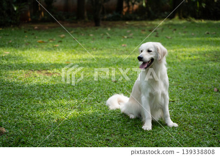 一隻金毛犬坐在草地上 / 與狗在大自然中的生活 一隻金毛犬坐在草地上 / 與狗在大自然中的生活 139338808