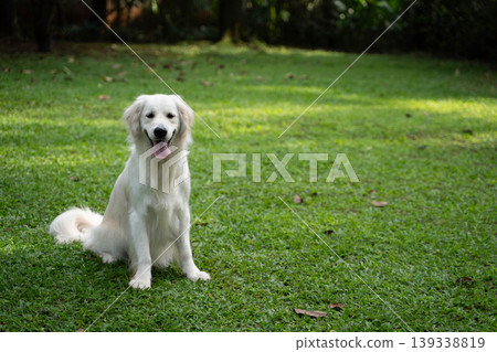 A golden retriever sitting on the grass / Life with a dog in nature A golden retriever sitting on the grass / Life with a dog in nature 139338819