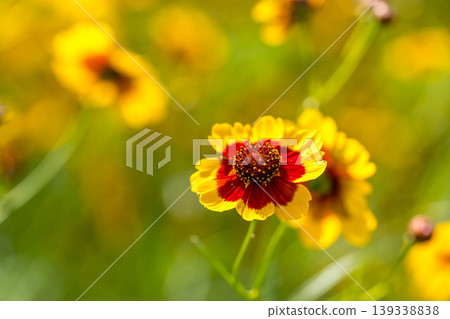 在夏日陽光下閃耀-金雞菊(Coreopsis radiata) 在夏日陽光下閃耀-金雞菊(Coreopsis radiata) 139338838