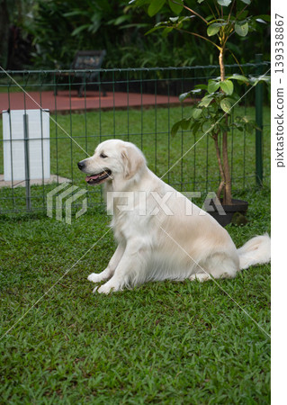 A golden retriever sitting on the grass / Life with a dog in nature A golden retriever sitting on the grass / Life with a dog in nature 139338867