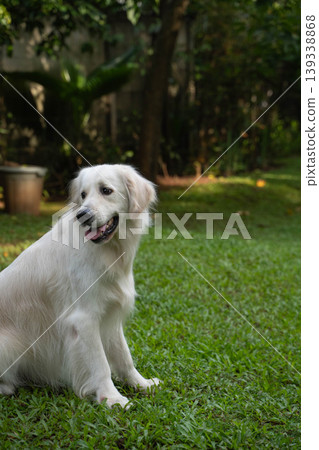一隻金毛犬坐在草地上 / 與狗在大自然中的生活 139338868