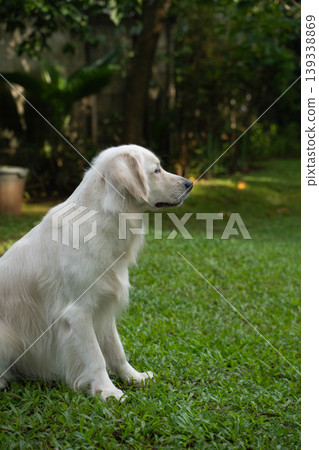 A golden retriever sitting on the grass / Life with a dog in nature A golden retriever sitting on the grass / Life with a dog in nature 139338869