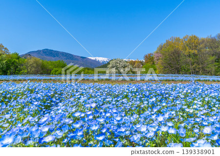 阿曇野公園的粉蝶花田和北阿爾卑斯山脈 [長野縣阿曇野市] 139338901