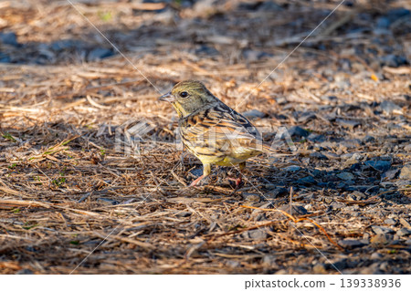 Black-faced bunting walking on the ground 139338936
