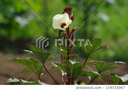 紅秋葵和秋葵花 139338967