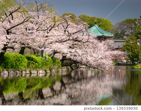 Cherry blossoms in Ueno and Shinobazu Pond, Tokyo Cherry blossoms in Ueno and Shinobazu Pond, Tokyo 139339030