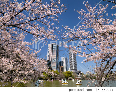 東京的櫻花樹和上野不忍池 139339044