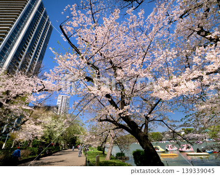 東京上野公園和不忍池的櫻花盛開。 139339045