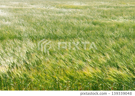 Wheat fields swaying in the wind Wheat fields swaying in the wind 139339048