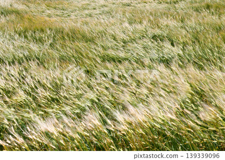 Wheat fields swaying in the wind Wheat fields swaying in the wind 139339096