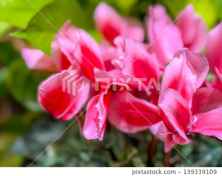 Around the time of the cyclamen Around the time of the cyclamen 139339109