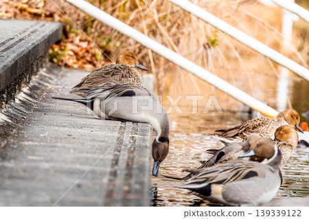 Northern pintails on the stairs Northern pintails on the stairs 139339122