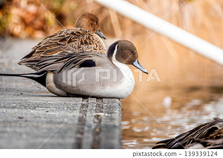 Northern pintails on the stairs 139339124