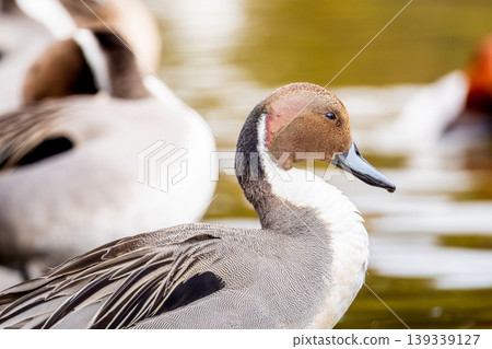 Northern pintails on the stairs Northern pintails on the stairs 139339127