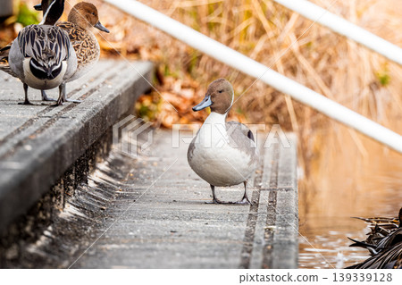 Northern pintails on the stairs Northern pintails on the stairs 139339128