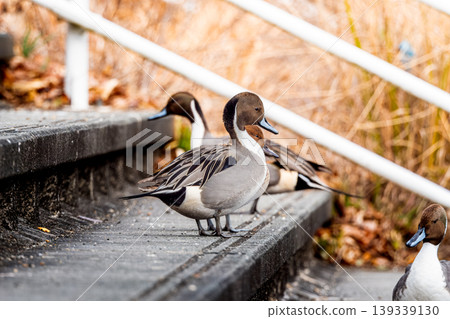 Northern pintails on the stairs Northern pintails on the stairs 139339130