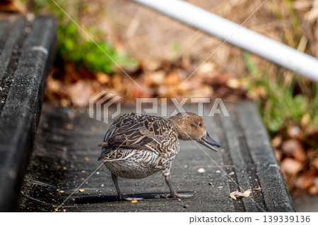 Northern pintails on the stairs 139339136