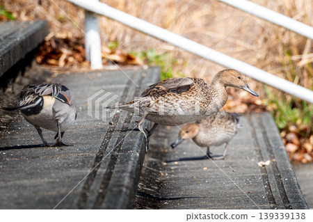 Northern pintails on the stairs Northern pintails on the stairs 139339138