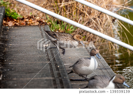 Northern pintails on the stairs Northern pintails on the stairs 139339139