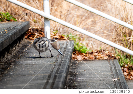 Northern pintails on the stairs Northern pintails on the stairs 139339140