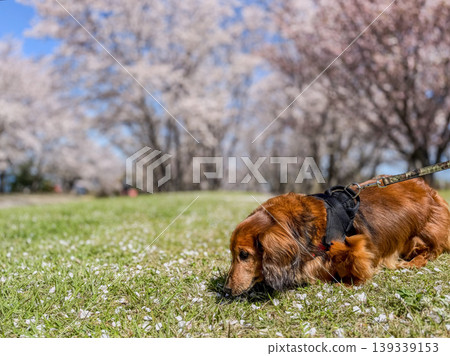一隻臘腸犬在櫻花搖曳的草坪上嗅著春天的氣息。 一隻臘腸犬在櫻花搖曳的草坪上嗅著春天的氣息。 139339153