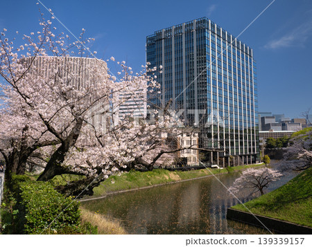 東京皇宮牛賀淵和九段會館露台上的櫻花盛開。 139339157