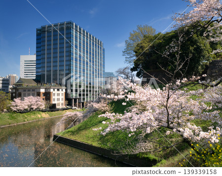東京皇宮牛賀淵和九段會館露台上的櫻花盛開。 139339158